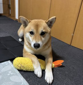 柴犬