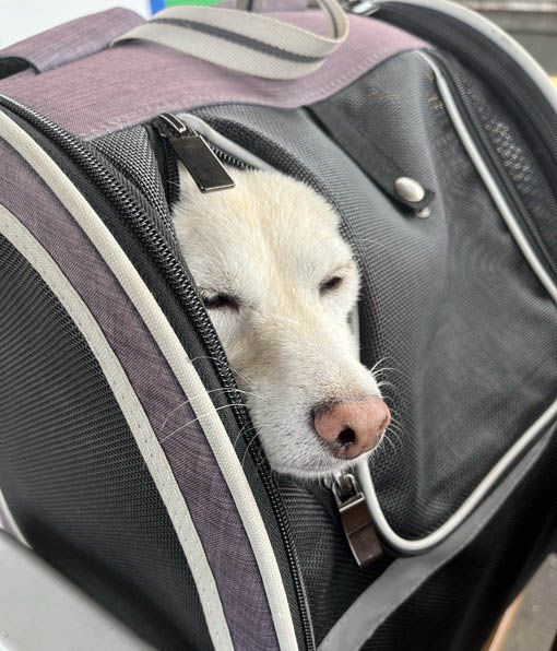 バッグから顔を出す柴犬