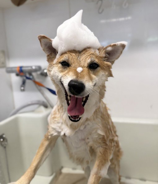 お風呂の柴犬