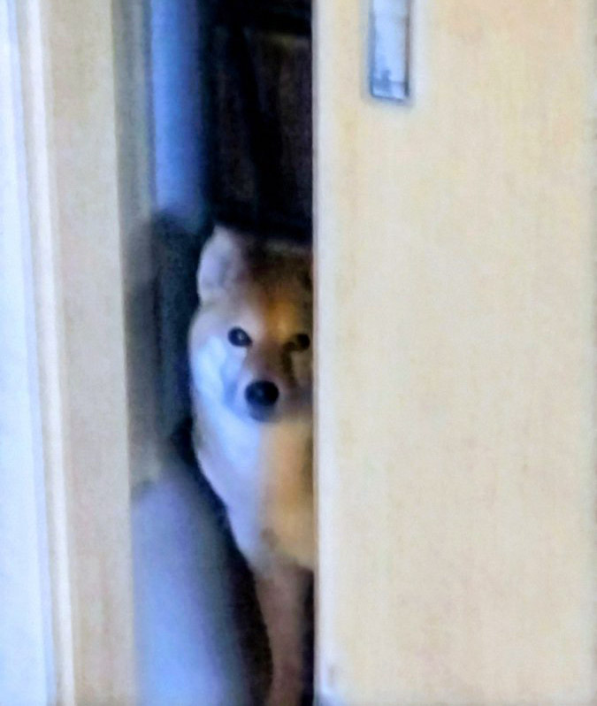 柴犬