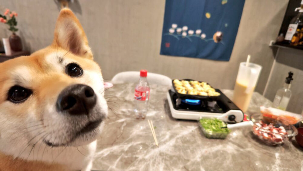 柴犬　