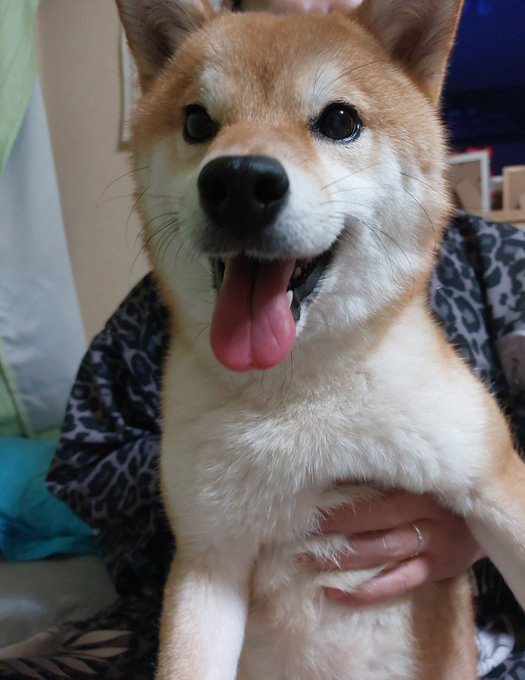 柴犬