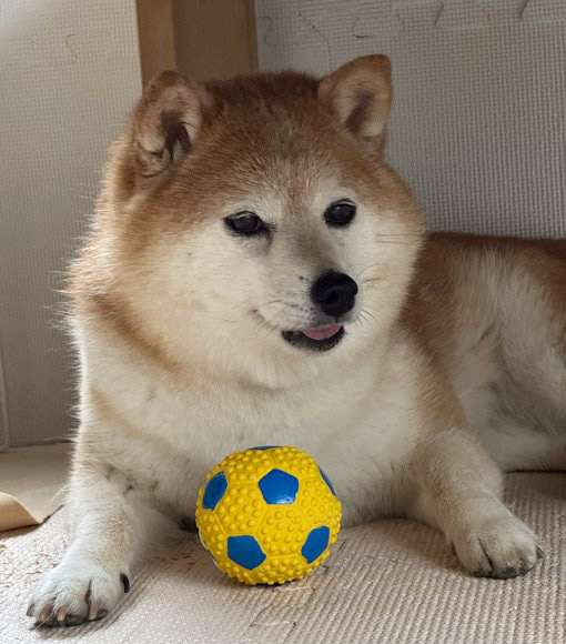 柴犬とサッカーボール