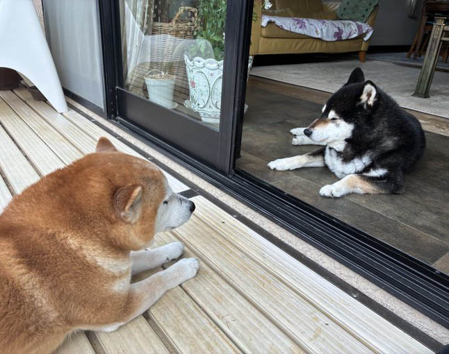 向き合う柴犬