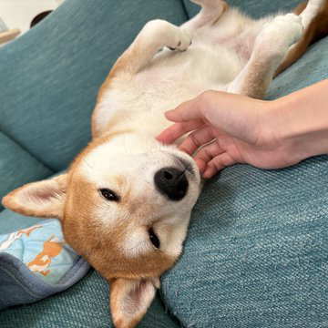 柴犬　なでられる