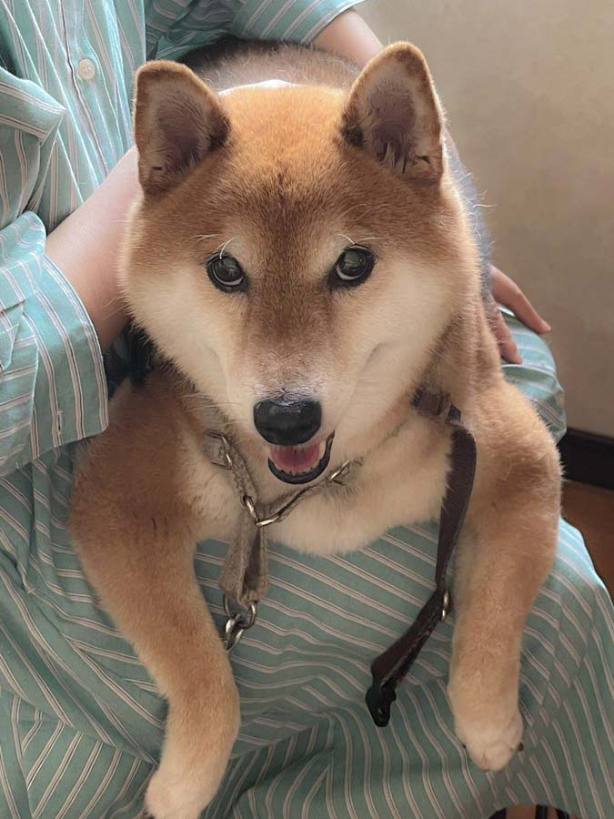 柴犬