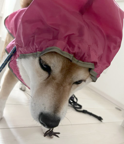 柴犬　カッパ
