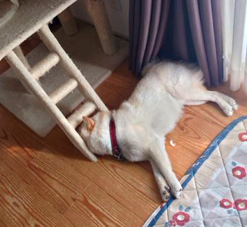 すきまに頭を入れる柴犬
