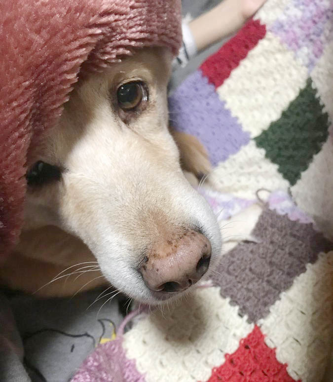 柴犬