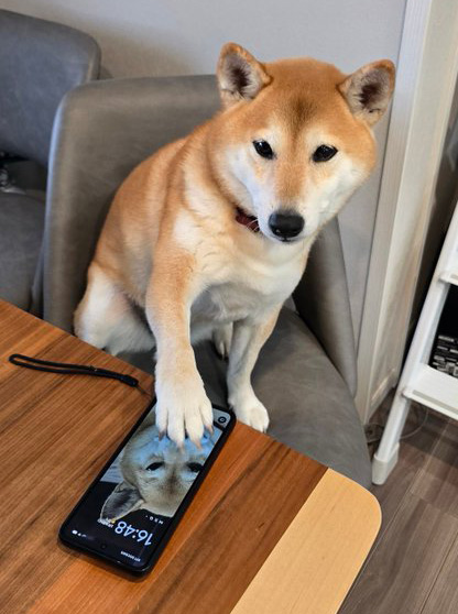 柴犬