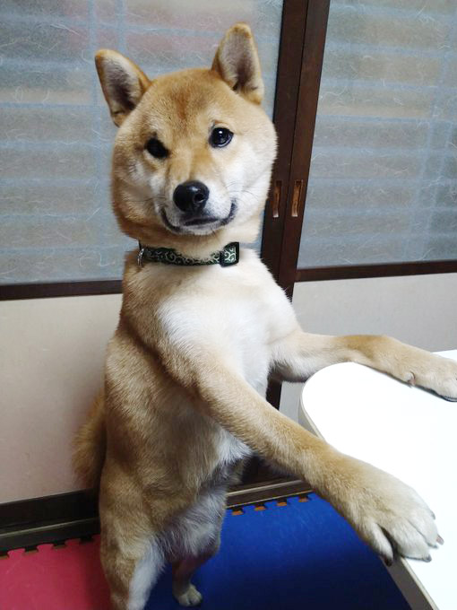 立ち上がる柴犬