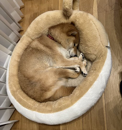 ベッドで丸くなる柴犬
