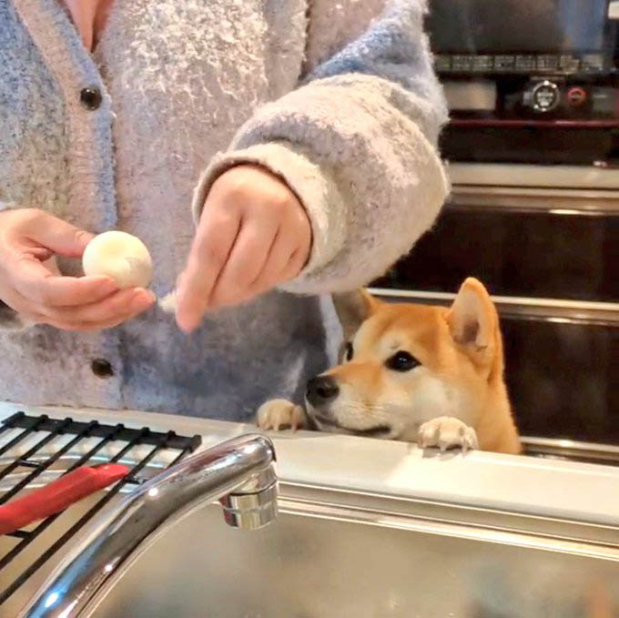 キッチンの柴犬