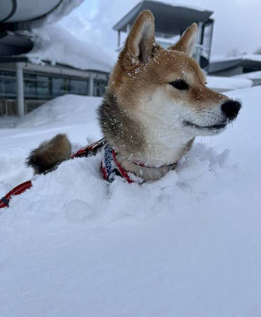 雪の中の柴犬