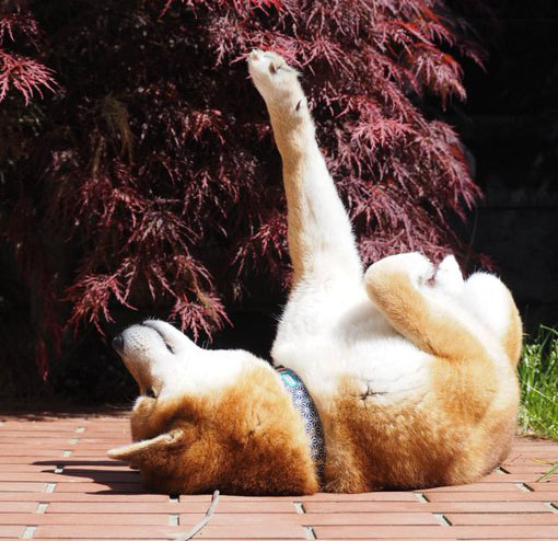 柴犬