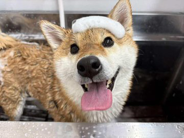 シャンプー中の柴犬