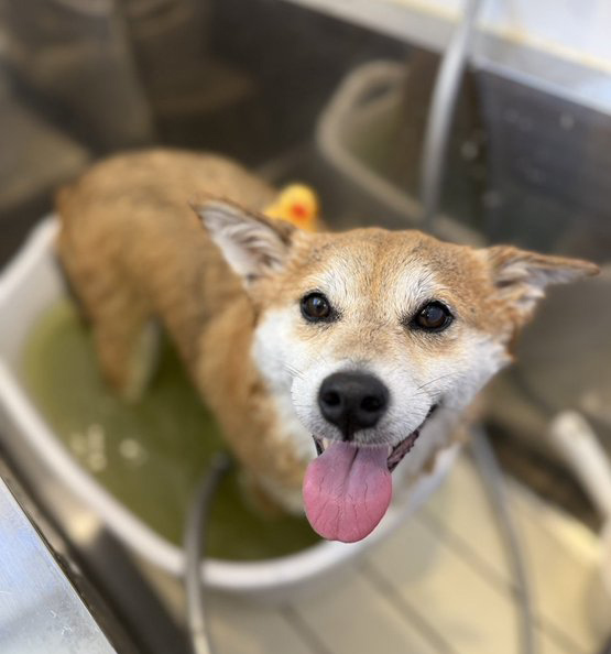 柴犬　シャンプー