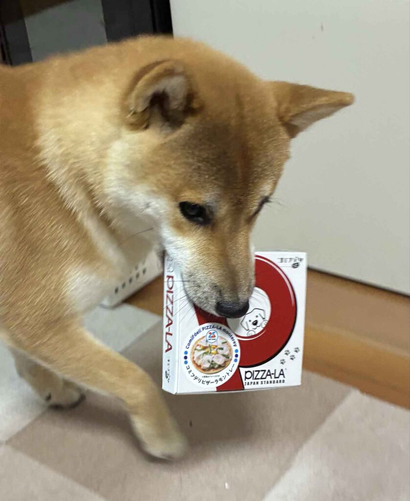 柴犬　