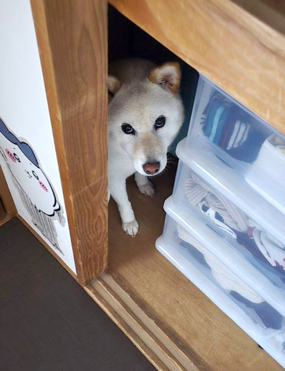 押し入れの中の柴犬