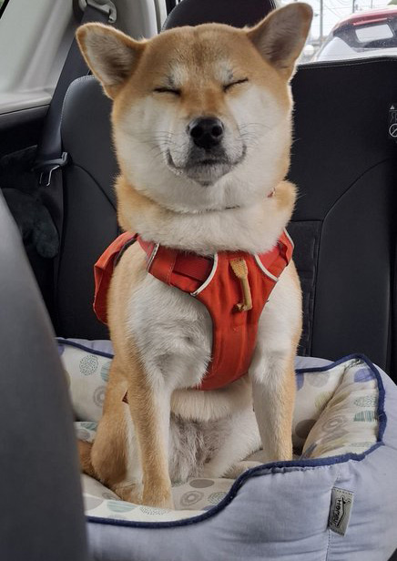 柴犬 車内