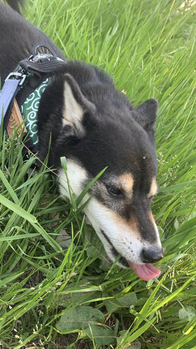 柴犬