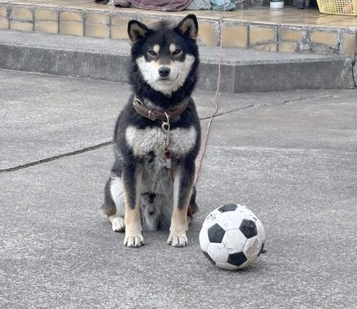 サッカーボールと柴犬