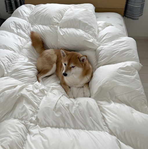 柴犬