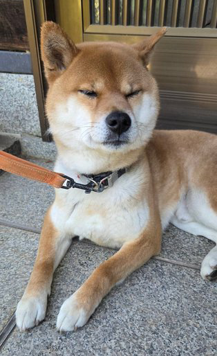 柴犬