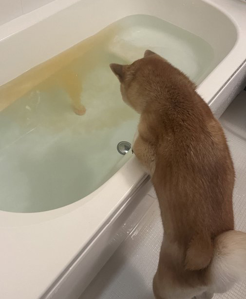 柴犬