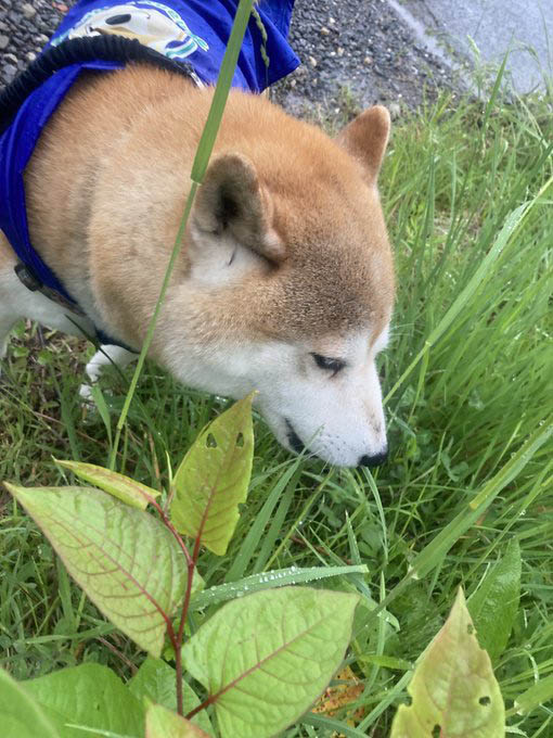 柴犬　サラダバー