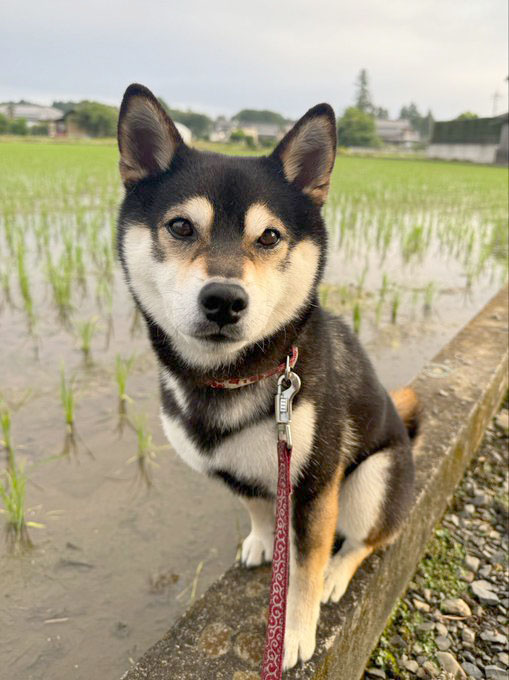 柴犬