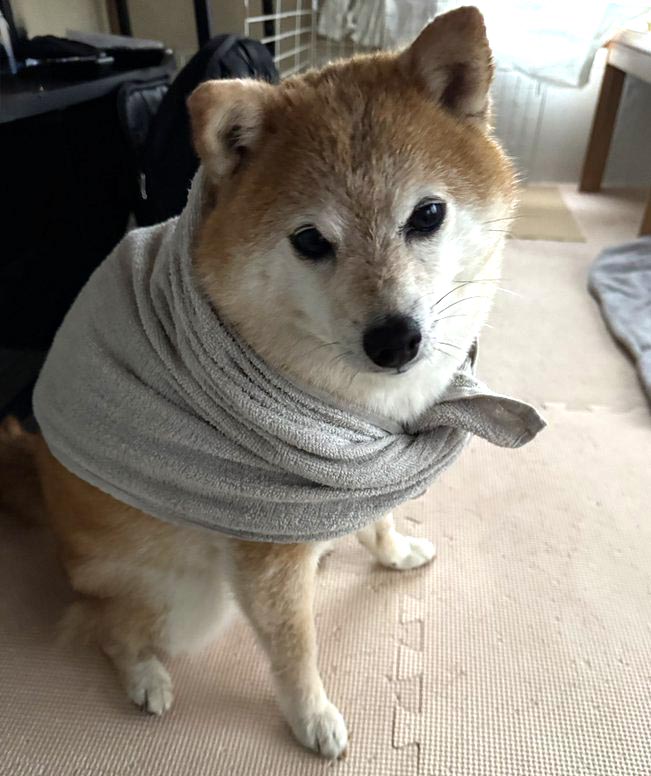 柴犬