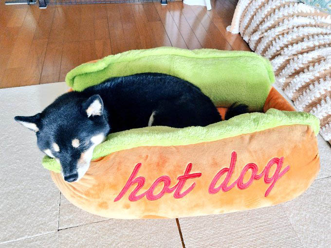 柴犬　