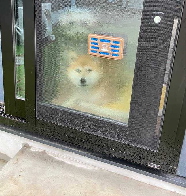 柴犬　ガラス越し