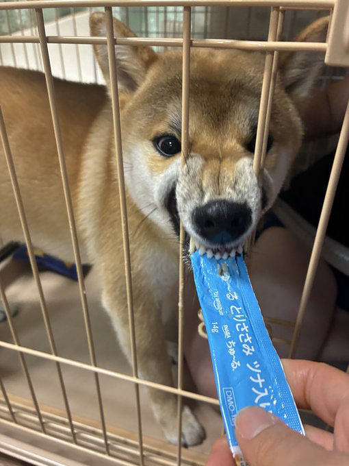 柴犬