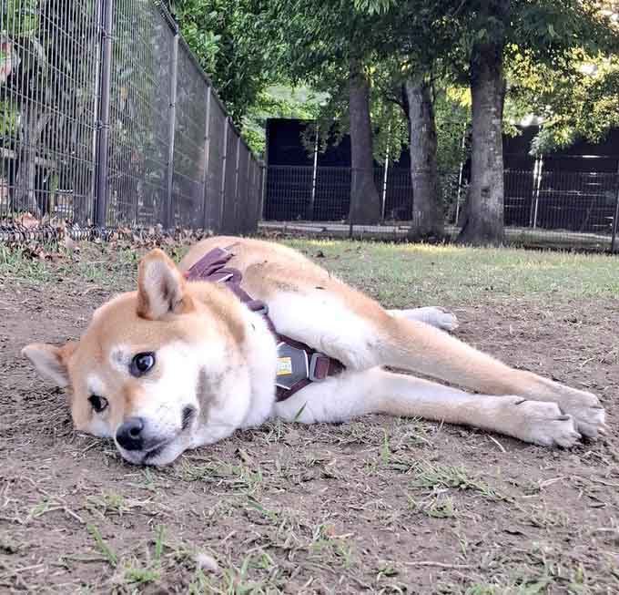 柴犬
