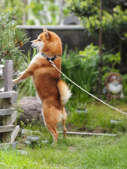 柴犬