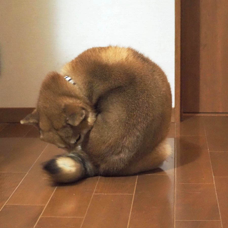 丸まった柴犬