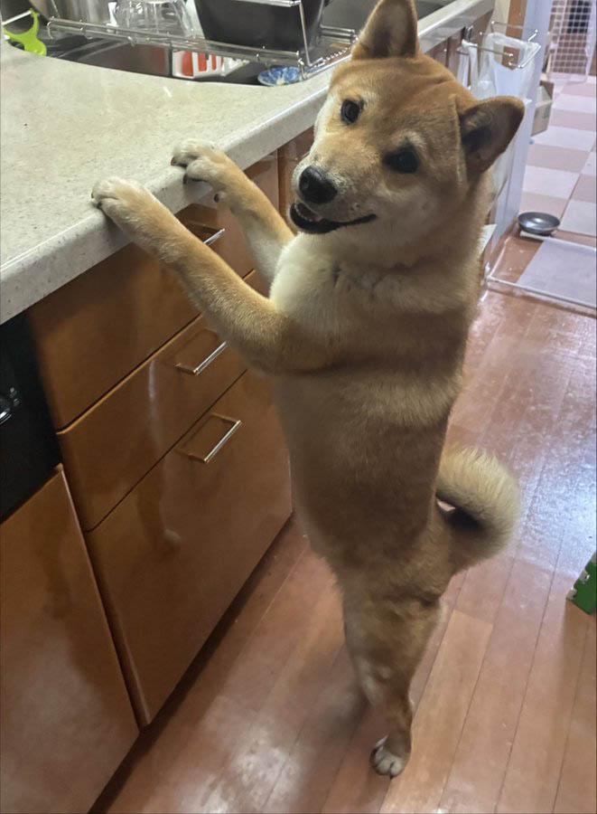 柴犬