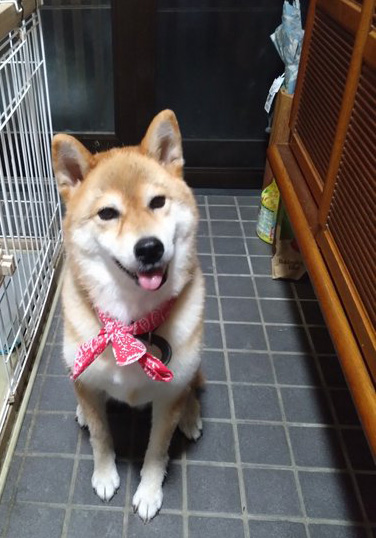 柴犬