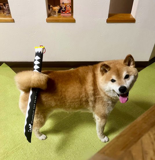 柴犬