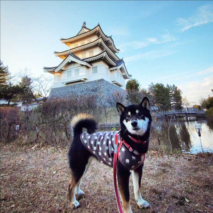 柴犬と城
