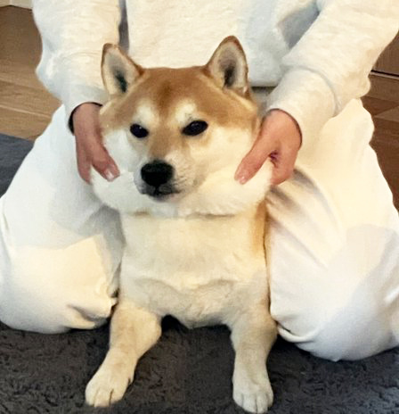 頬のマッサージ中の柴犬