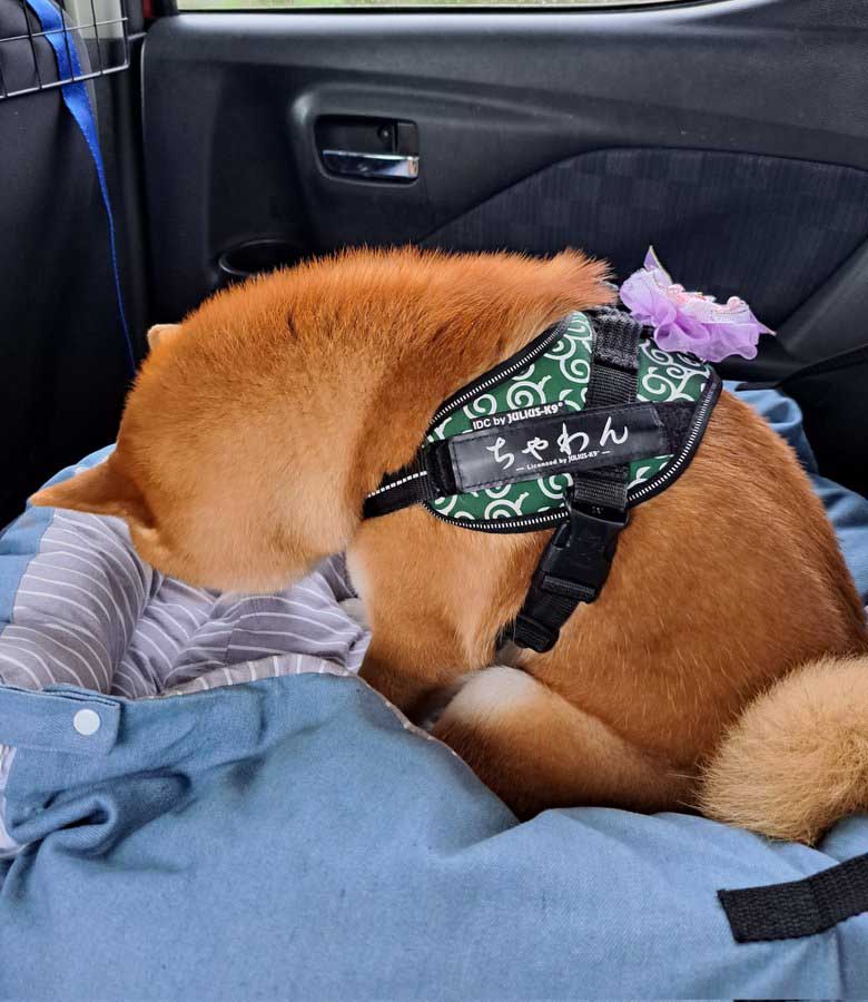 落ち込む柴犬