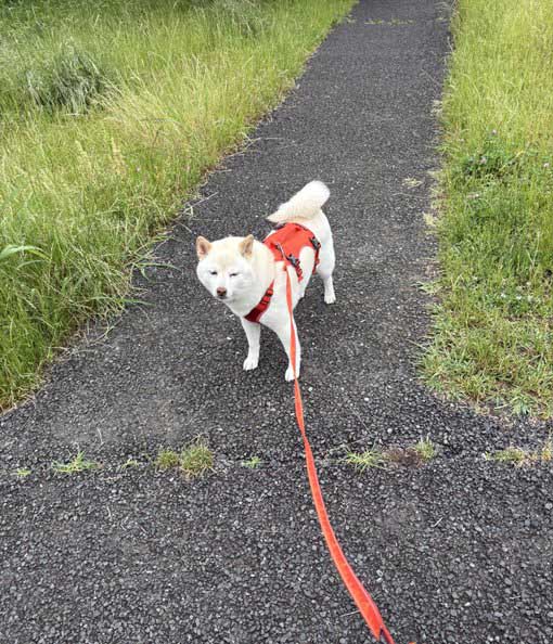 柴犬