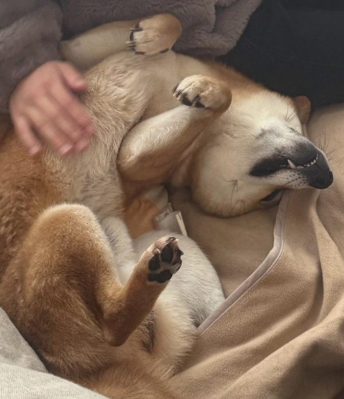 おなかを出す柴犬