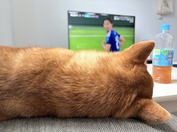柴犬