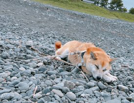 河原で寝転ぶ柴犬