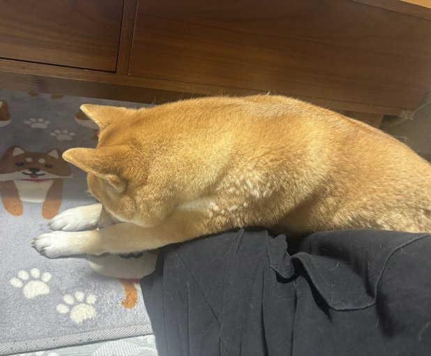 伸びをする柴犬