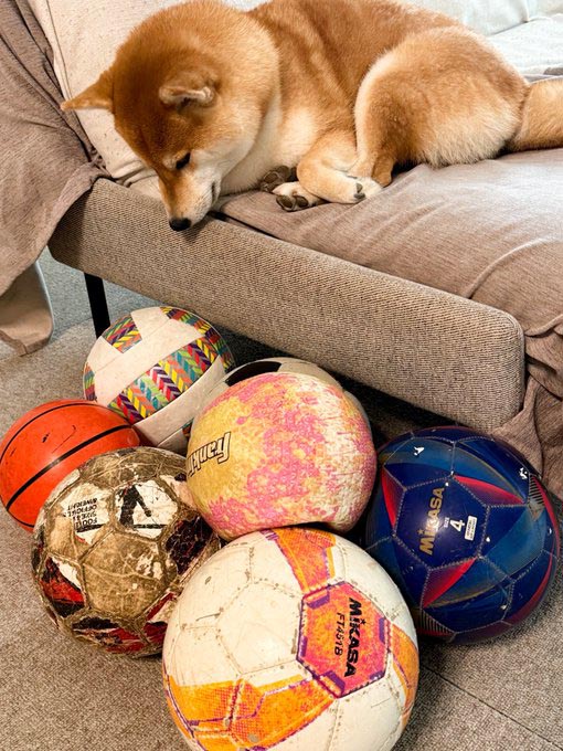 柴犬